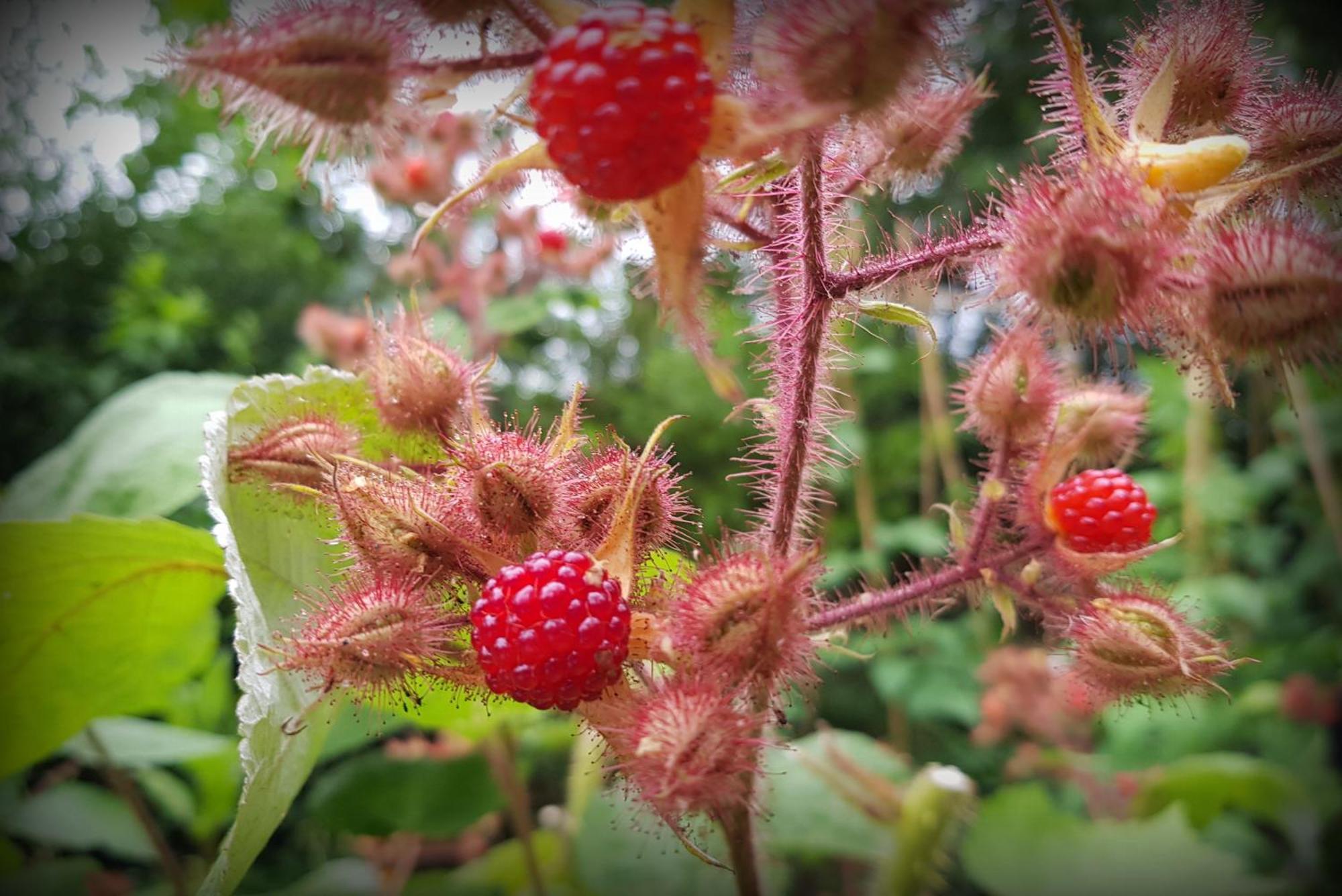 Natuurhuisje 't Poepekrus Kootstertille Buitenkant foto